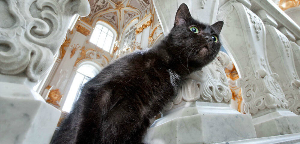 Hermitage cat on duty