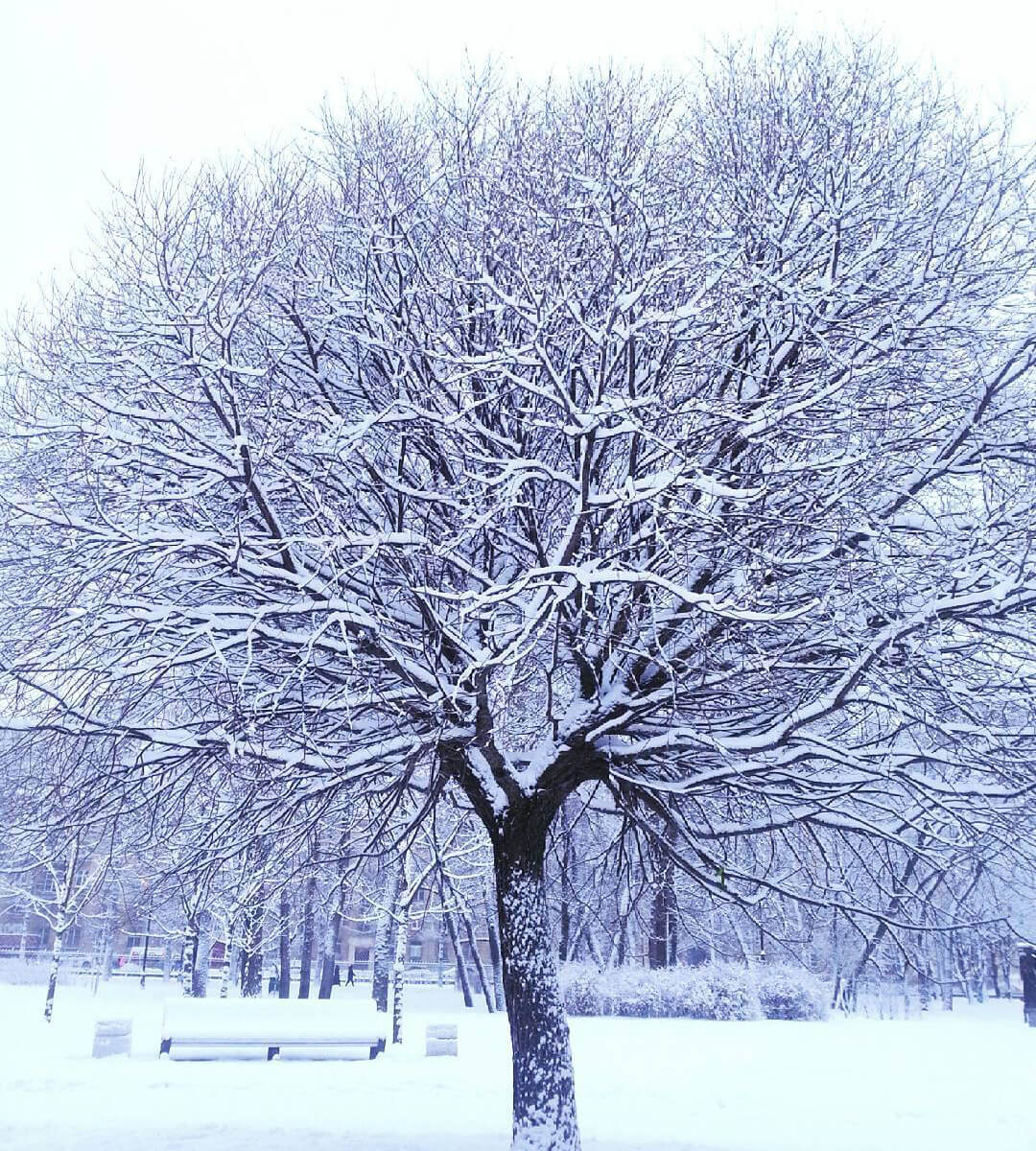 Snow tree in Victory Park. St.Petersburg, Russia